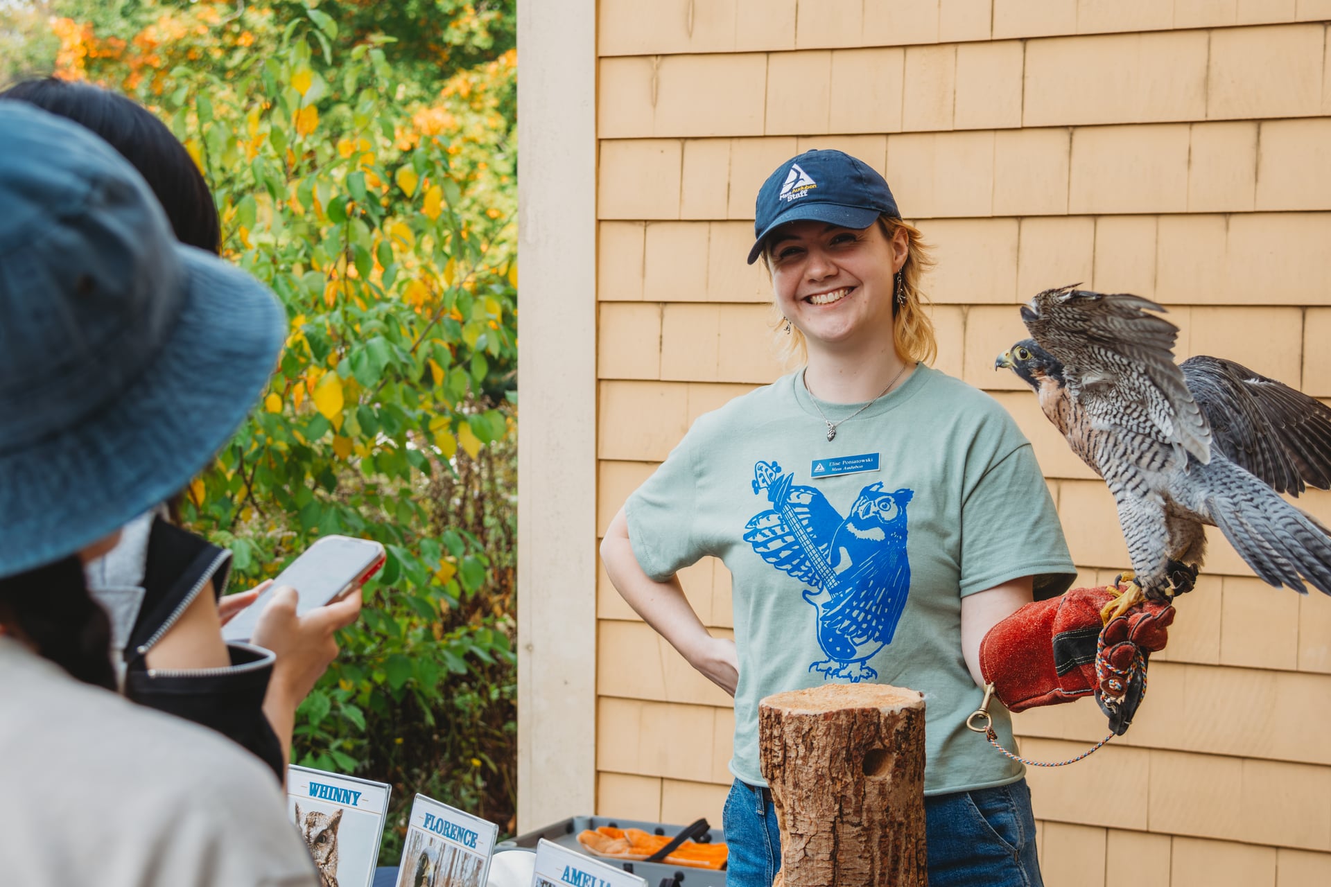 Wildlife educator with a Peregrine Falcon perched on their arm