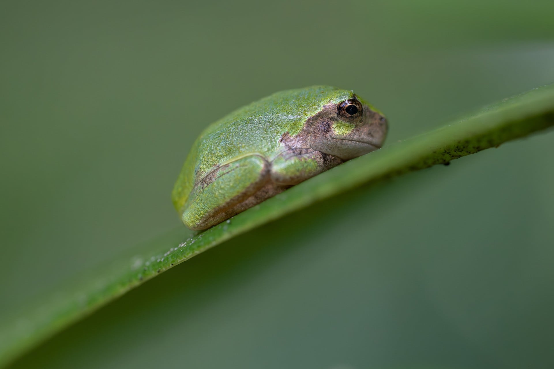small frog on leaf