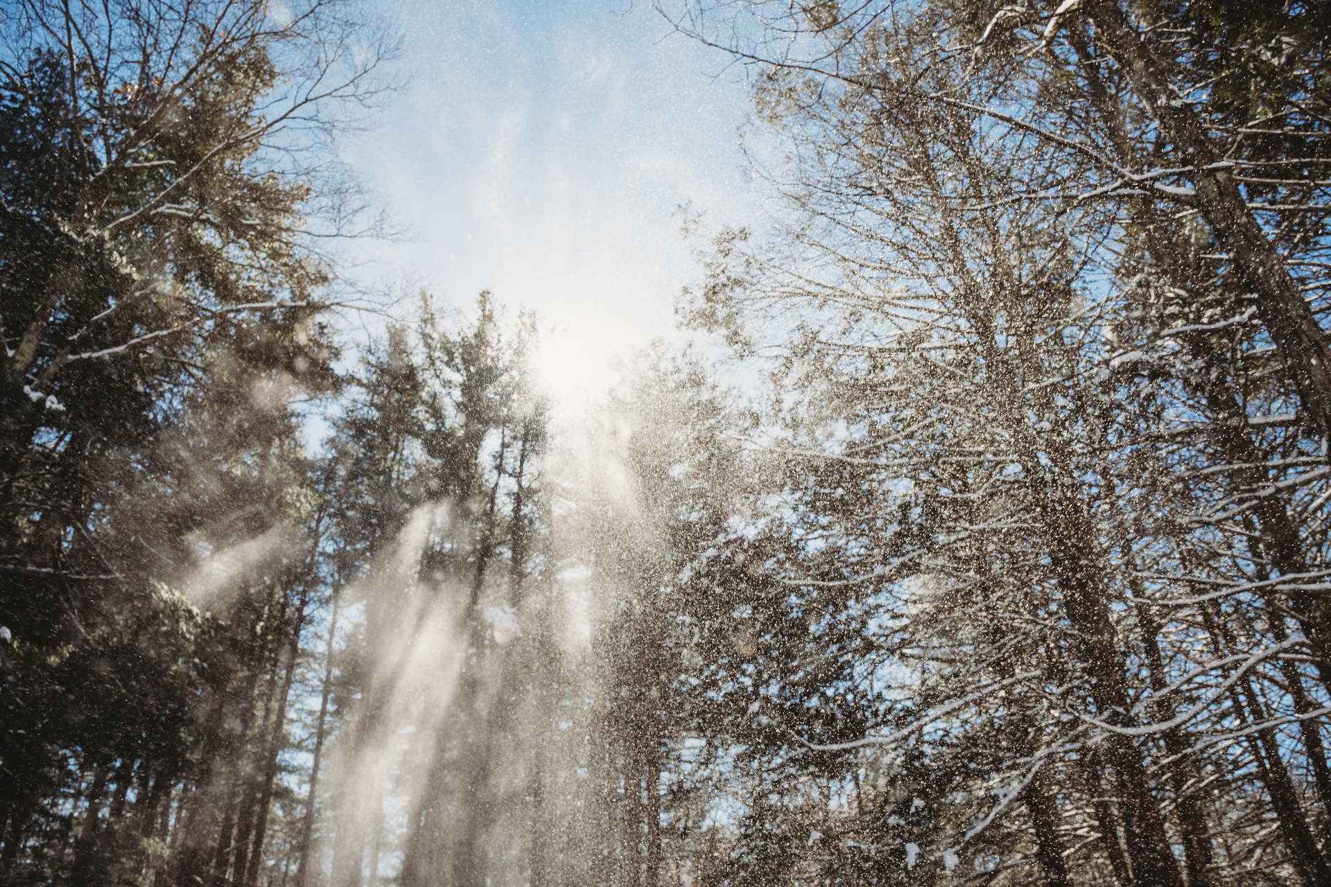 snow dusted tree tops with sun shining