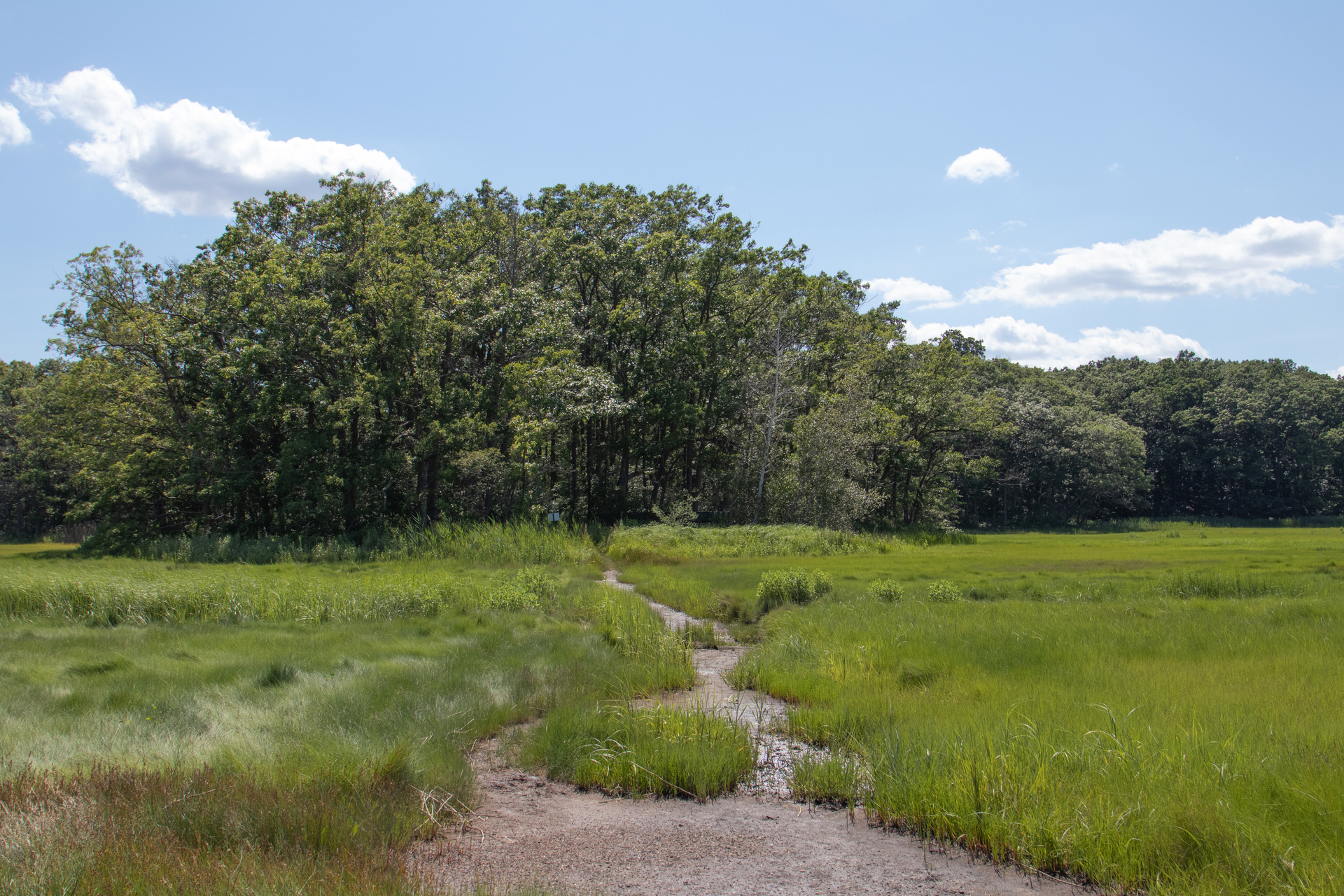 Dried up shallow wetland with a stream leading to a forest.