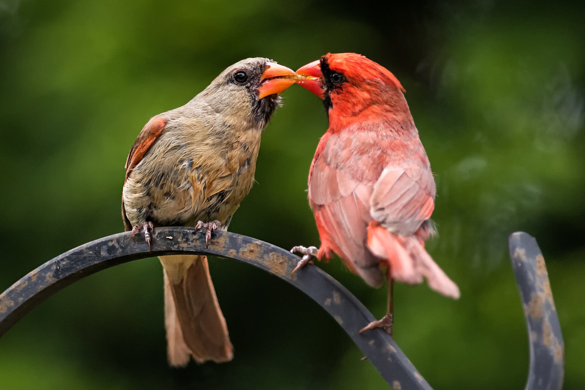 Two northern cardinals sharing food