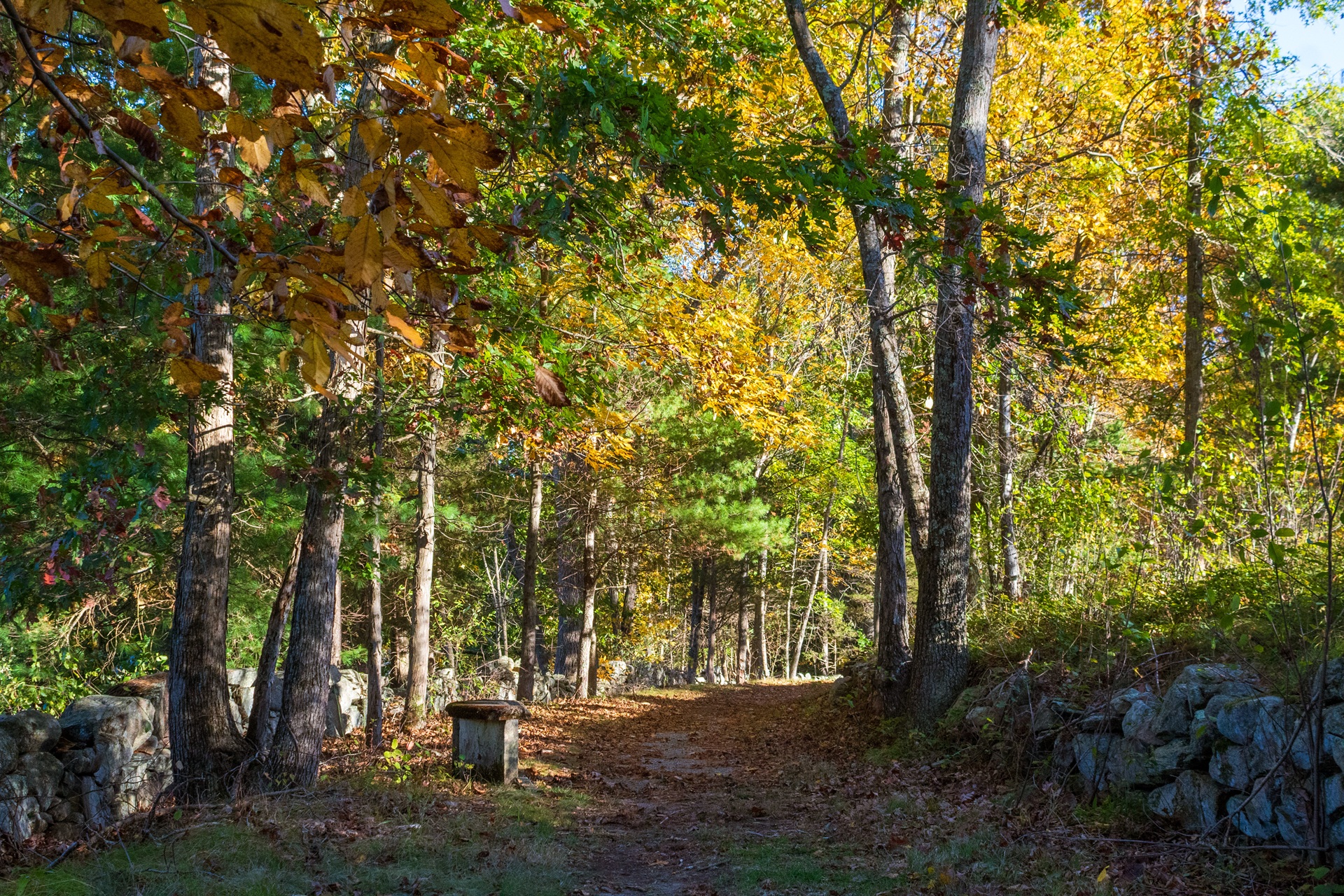 bench on trail in fall