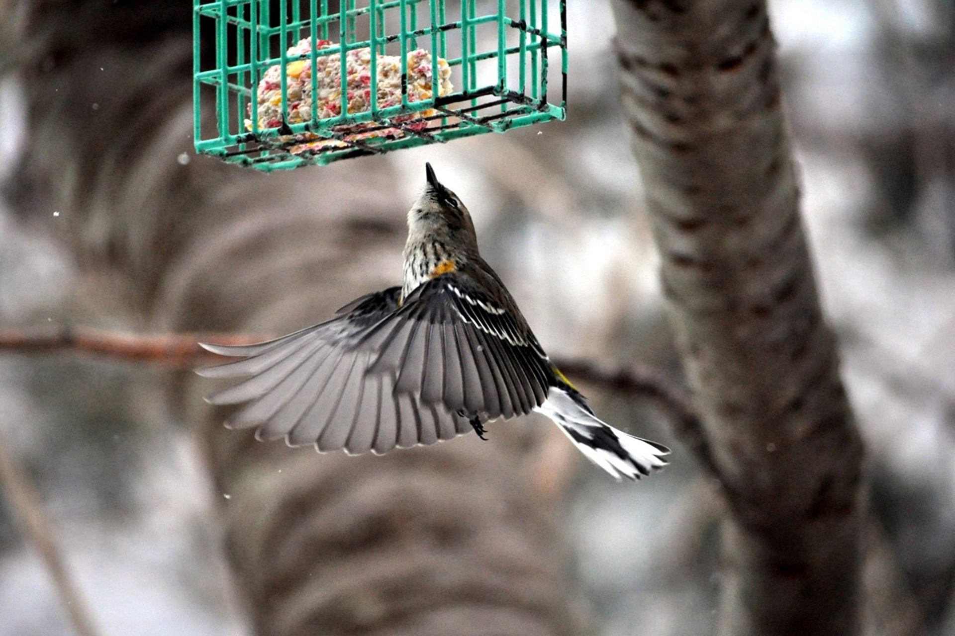 Yellow-rumped Warbler eating seed from a suet cage midflight