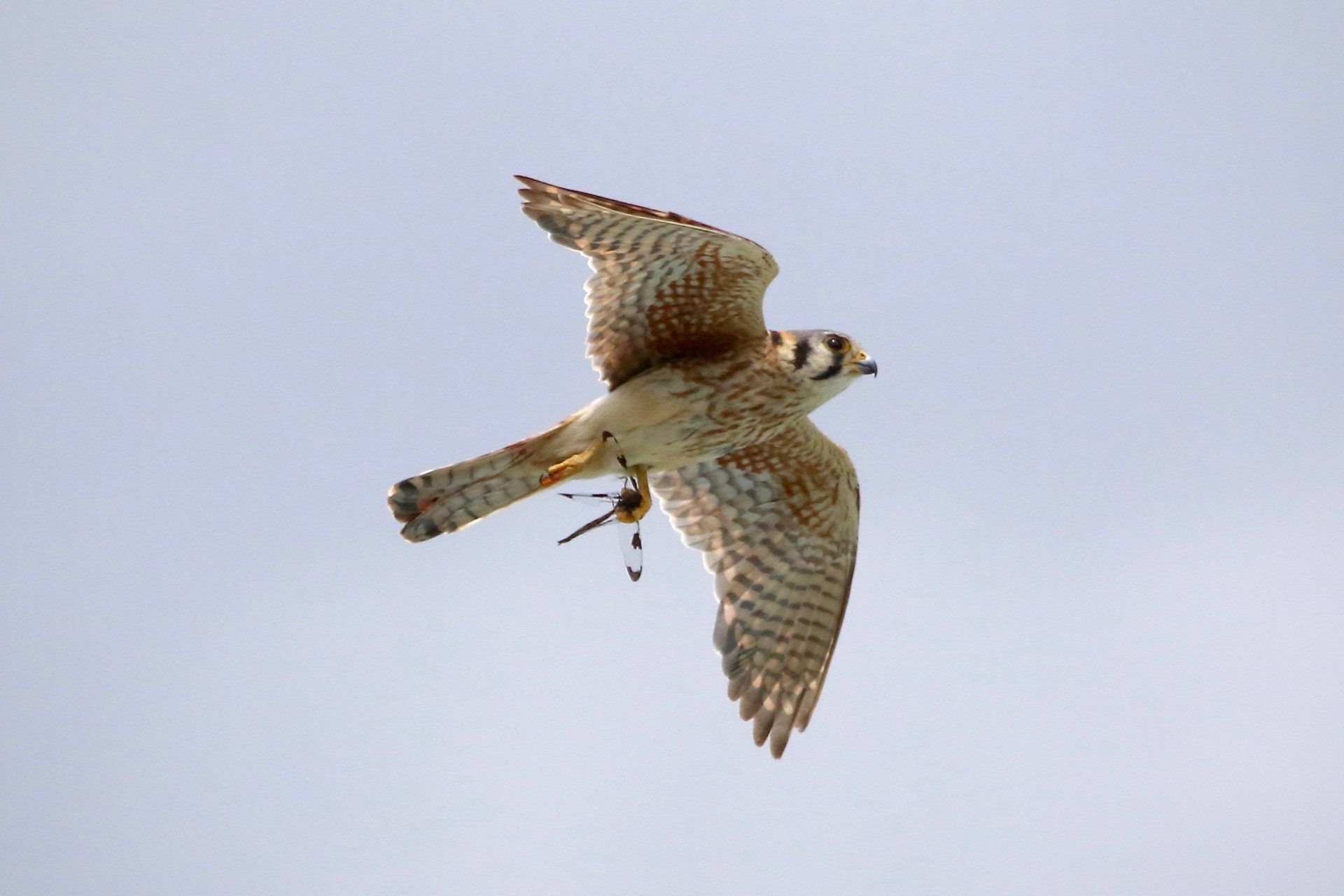 American Kestrel in flight holding dragonfly