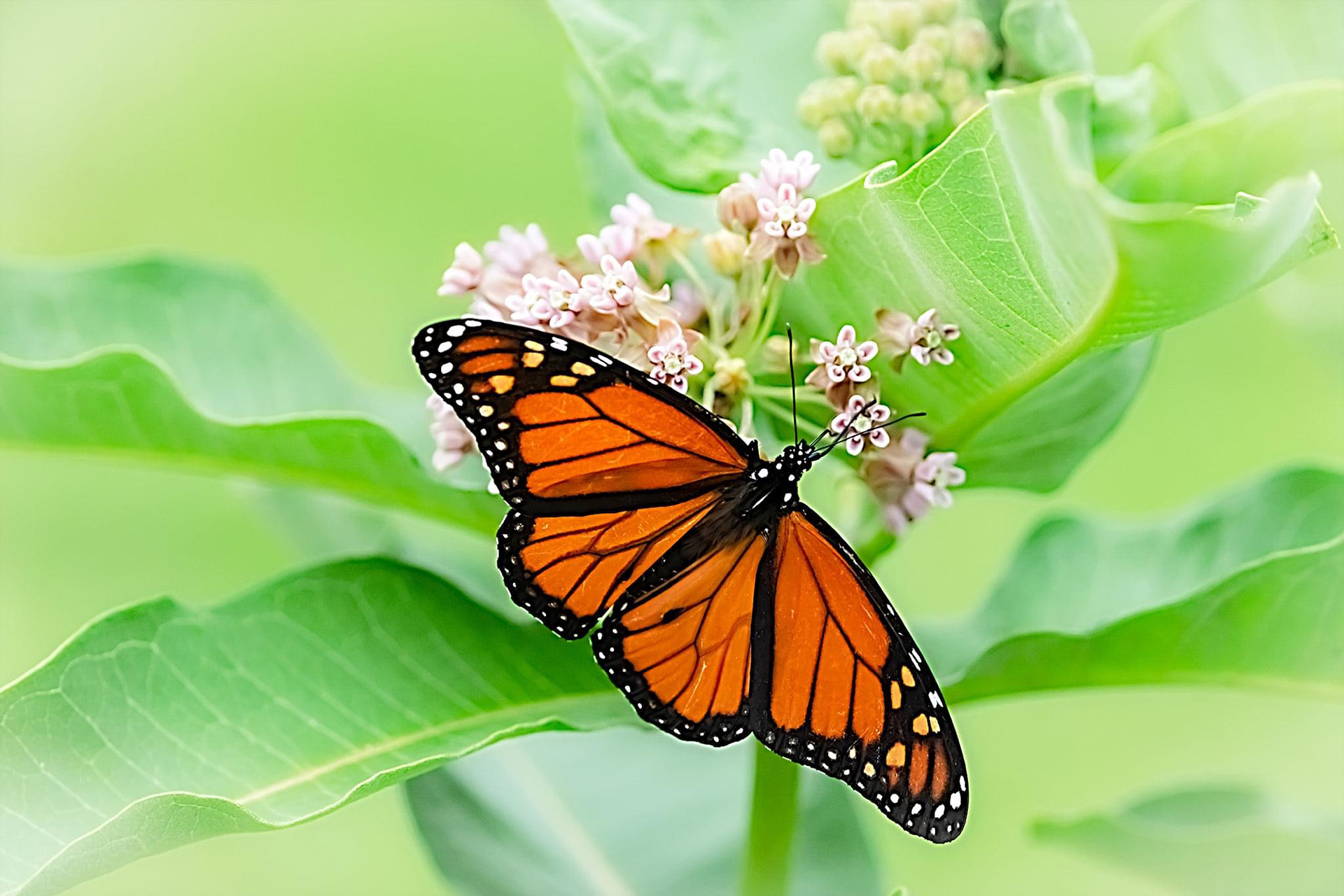 Monarch on Milkweed