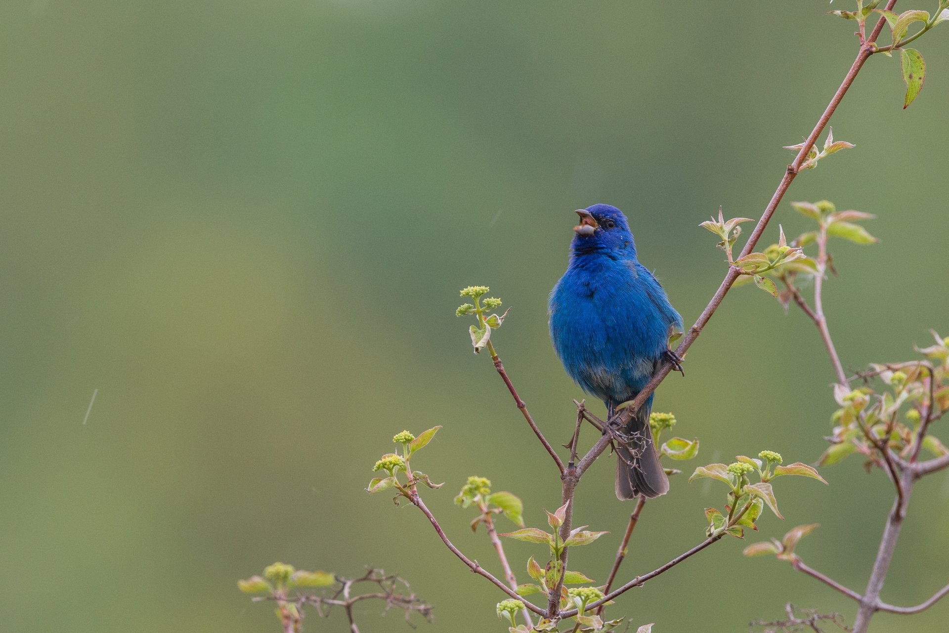 blue bird singing on branch