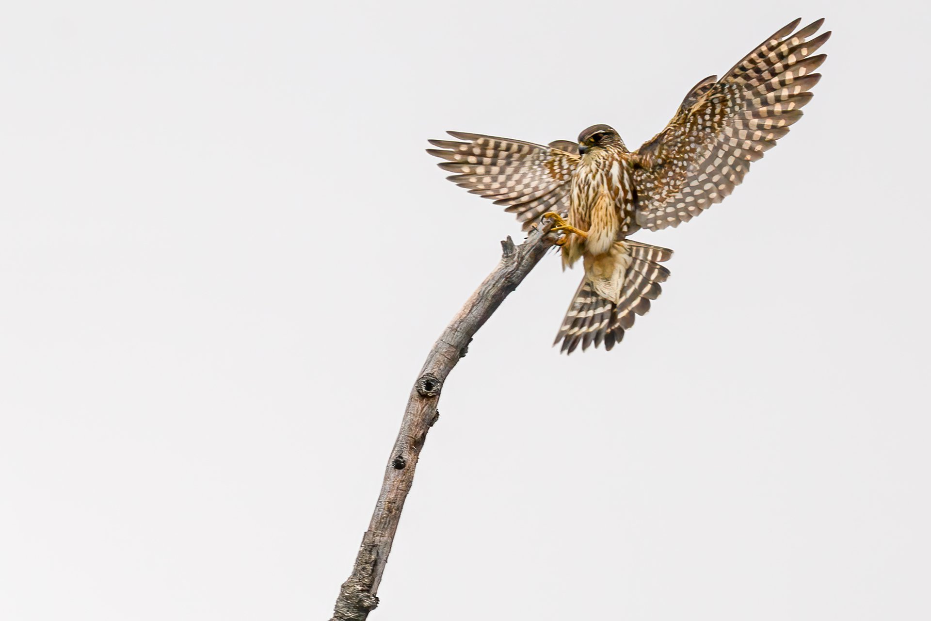 Merlin, wings out-stretched on a branch