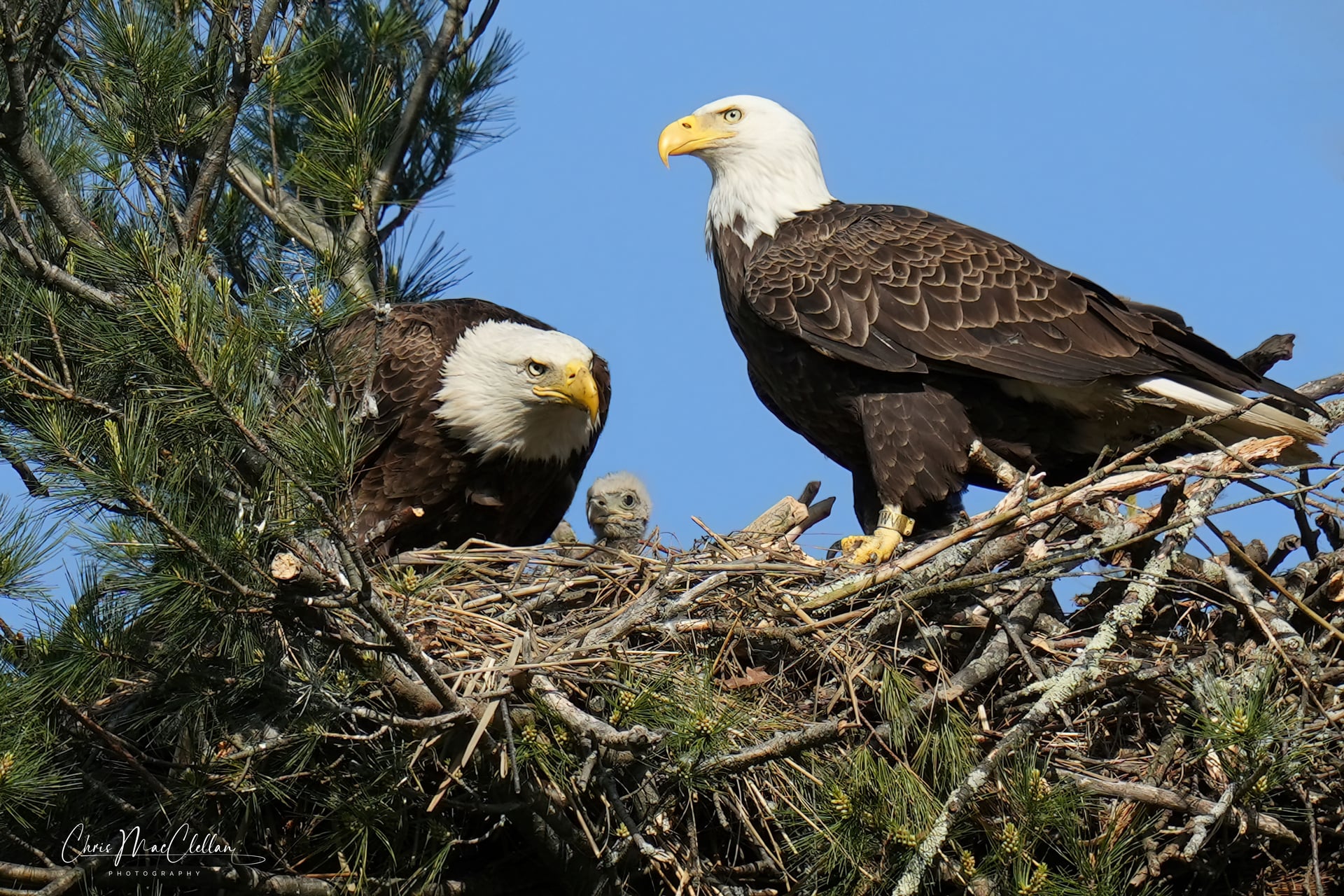 bald eagles with chick in nest