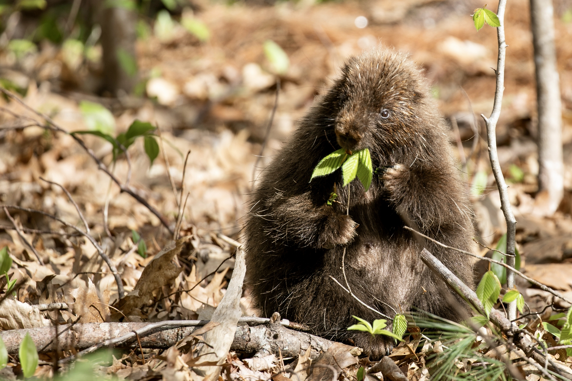 A porcupine sitting on its hind legs eating leaves off a twig.