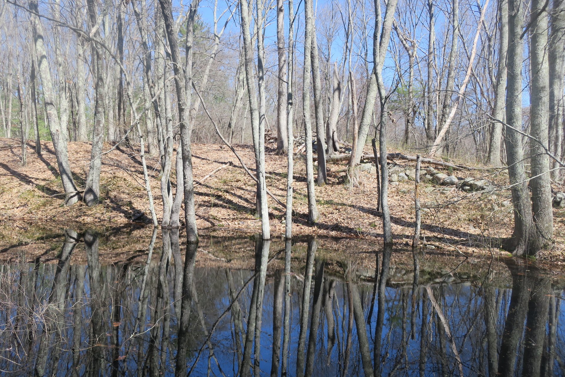 vernal pool at Broadmoor in spring