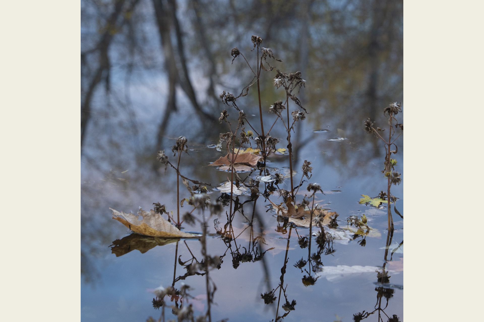 Photograph of frozen, leggy flowers in winter