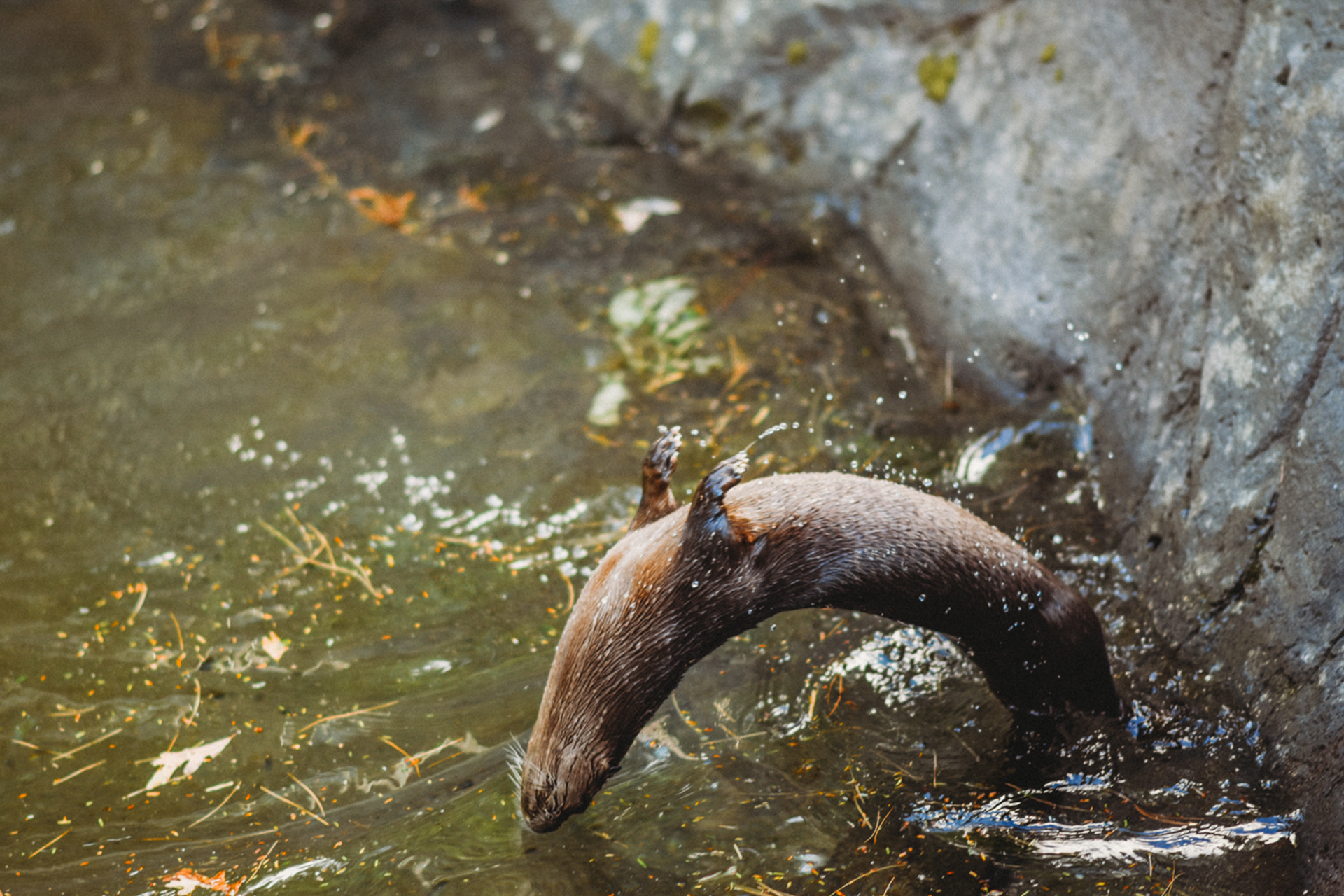 Otter, a North American River Otter, backflipping into the water off a rock wall