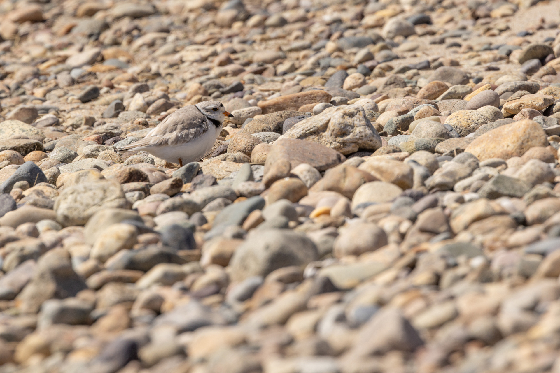 Piping Plover standing on a rocky beach