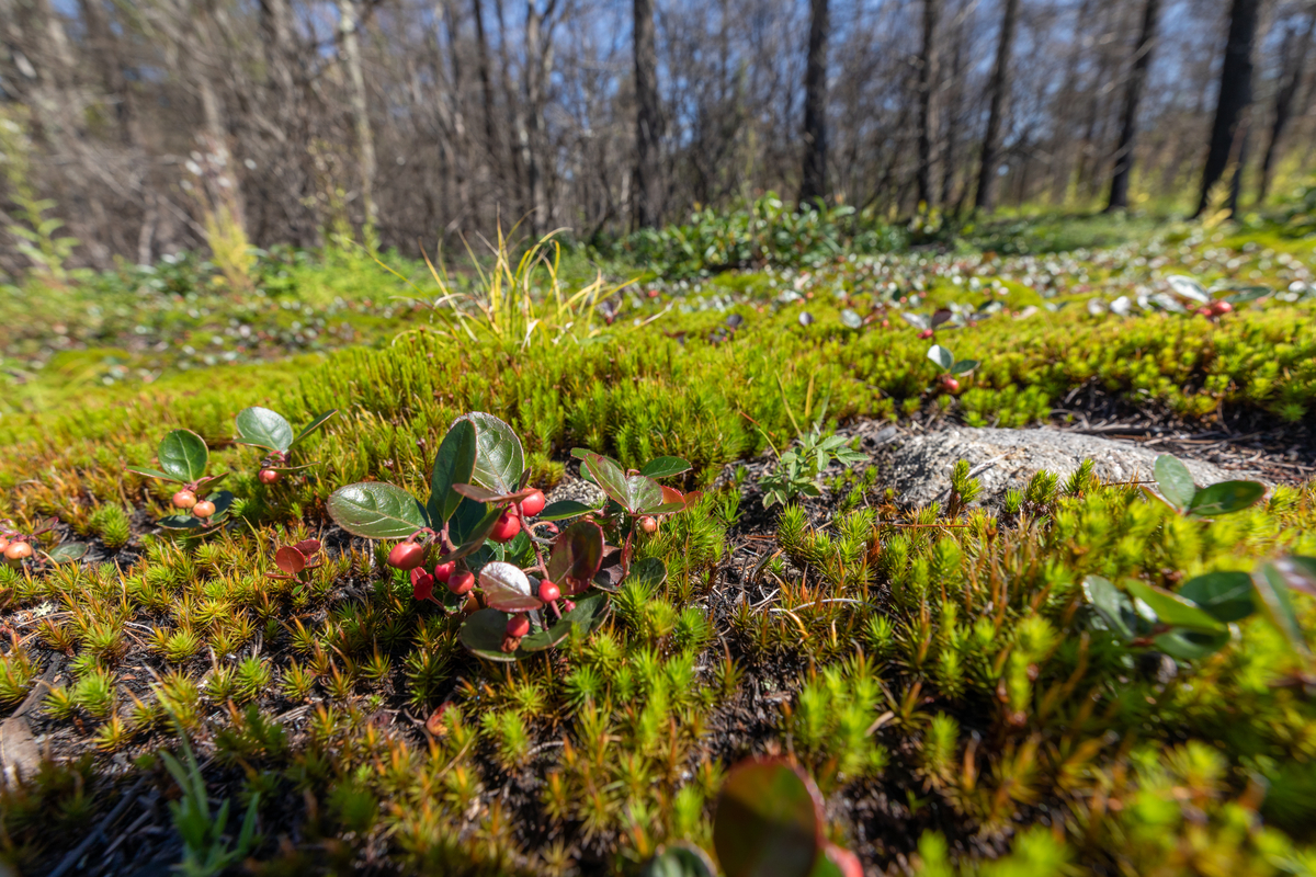 Green moss and red berries.