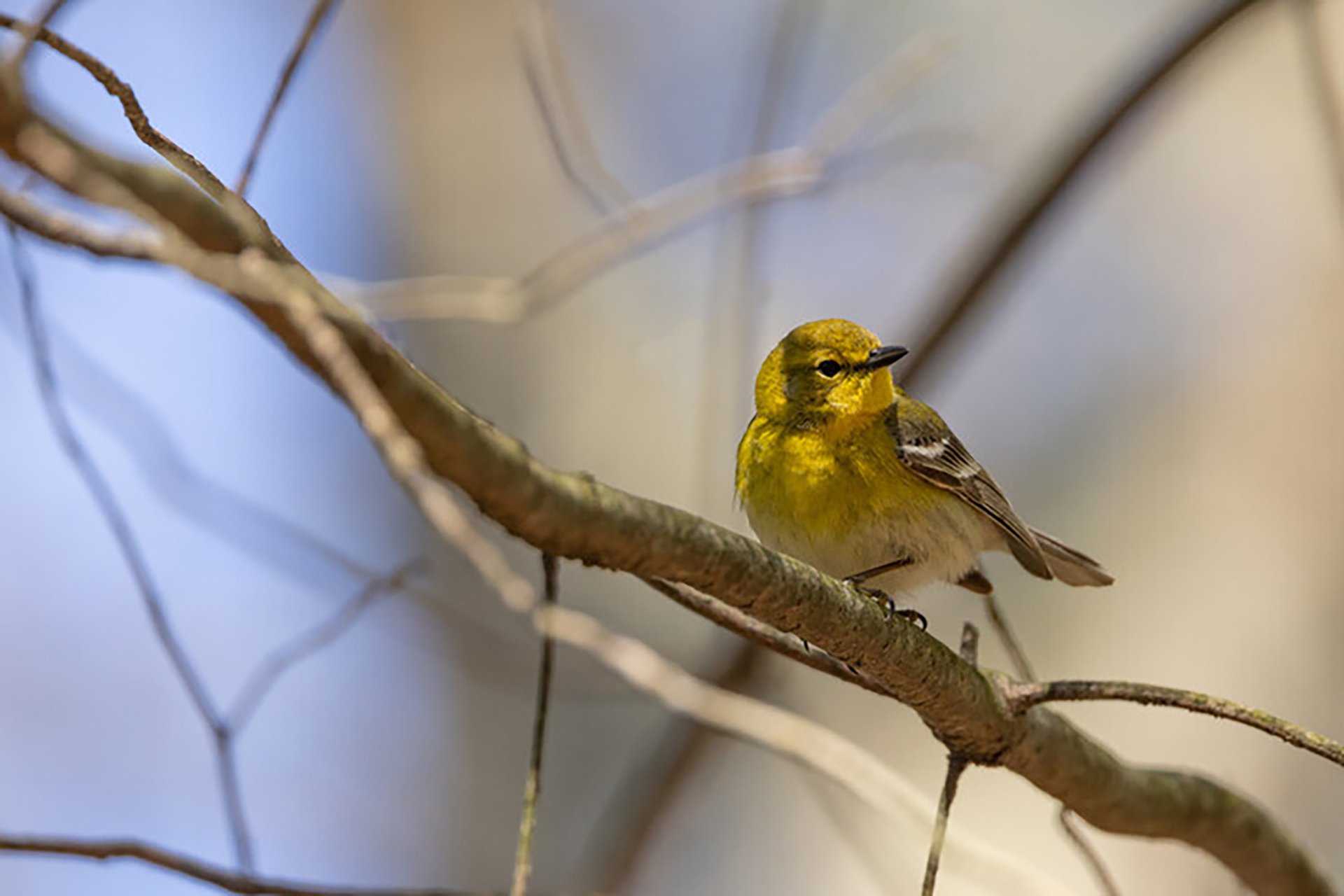 Pine warbler perched amid branches