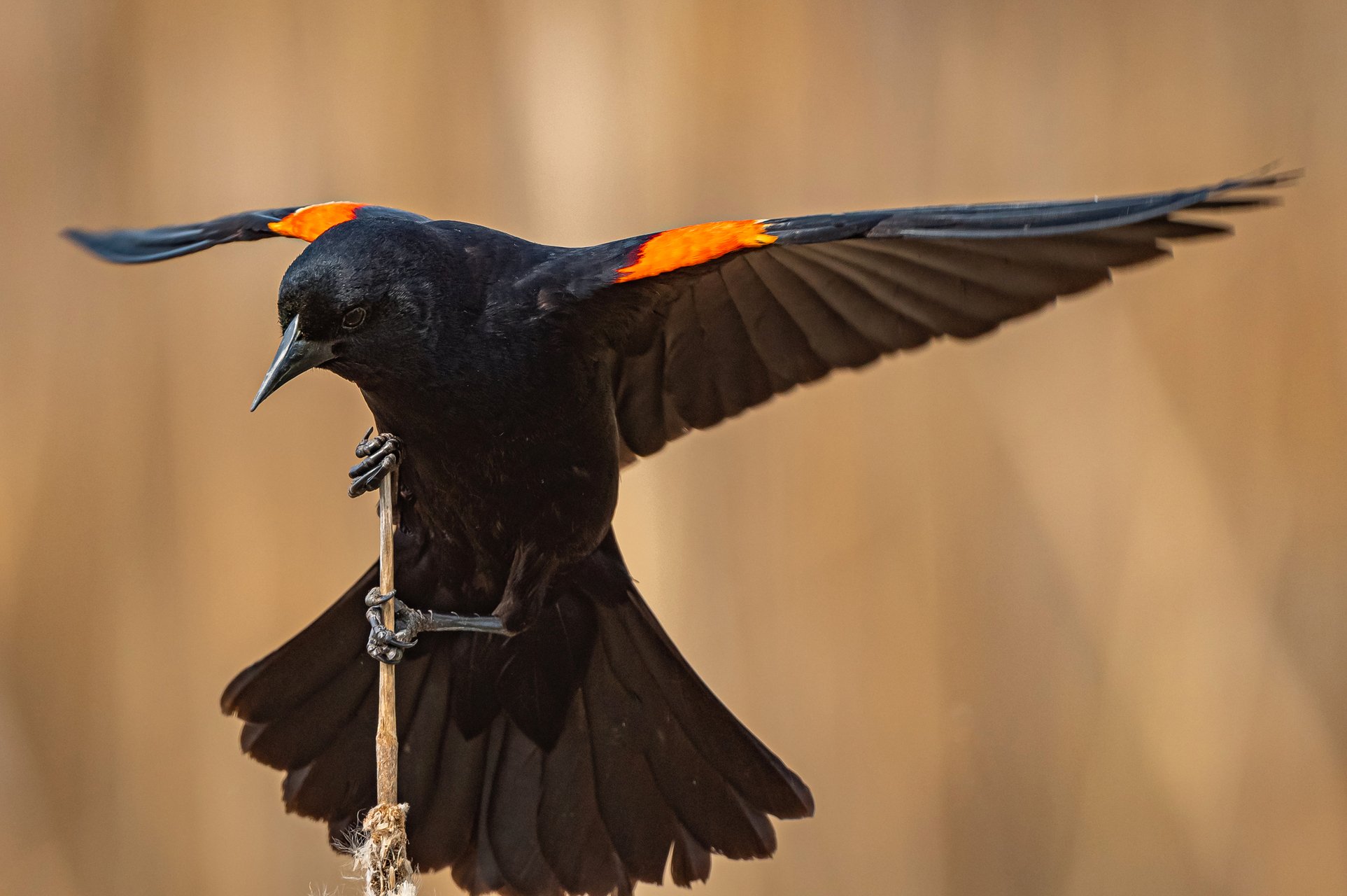 Red-winged Blackbird with wings spread