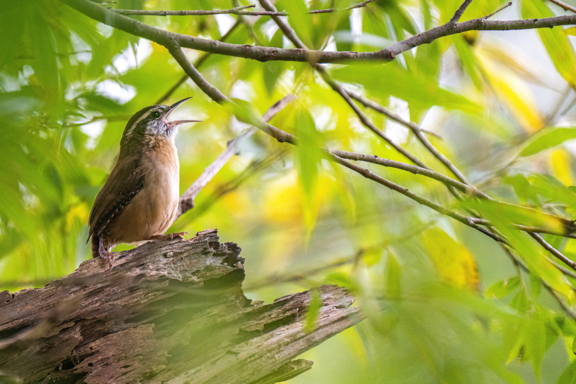 Carolina Wren calling out within a green branches