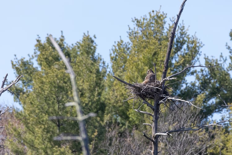 Owl standing in a large nest on a dead tree. Dead trees surround the bird's nest and lush green trees in the background.