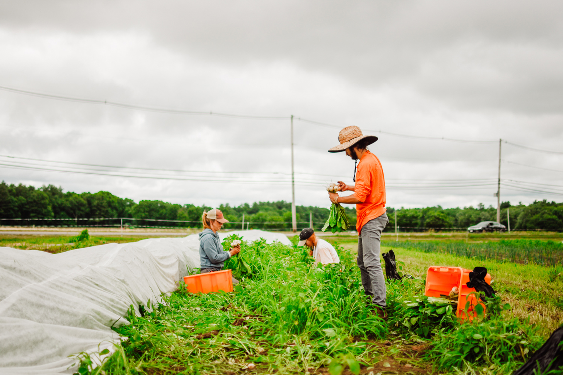 CSA volunteers and staff picking vegetables in the farm