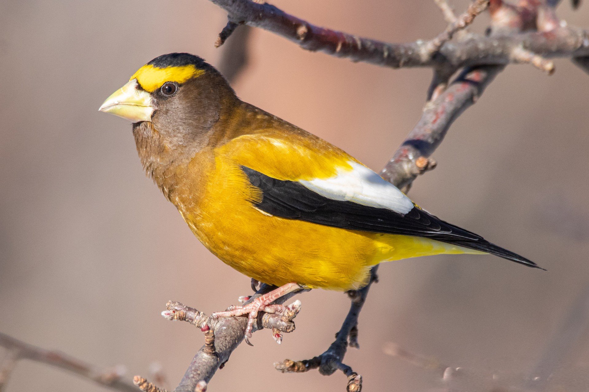 Brightly colored bird in branch