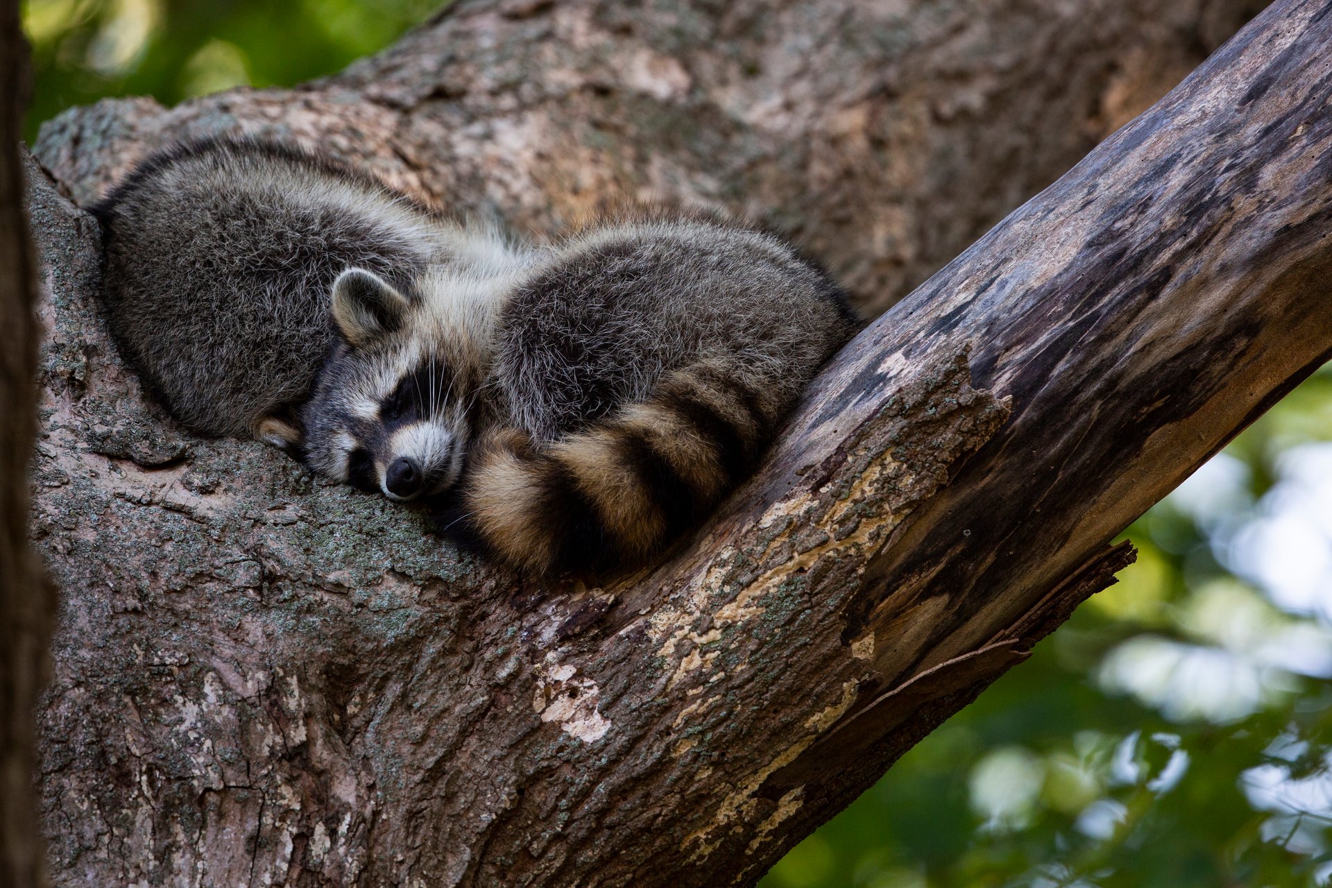 Two raccoons curled up in between two tree branches.