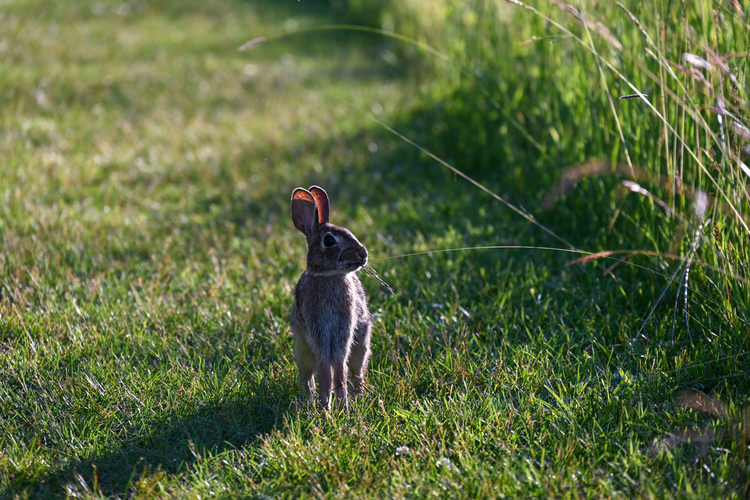 A bunny stands alert in a short-cut grassy path.