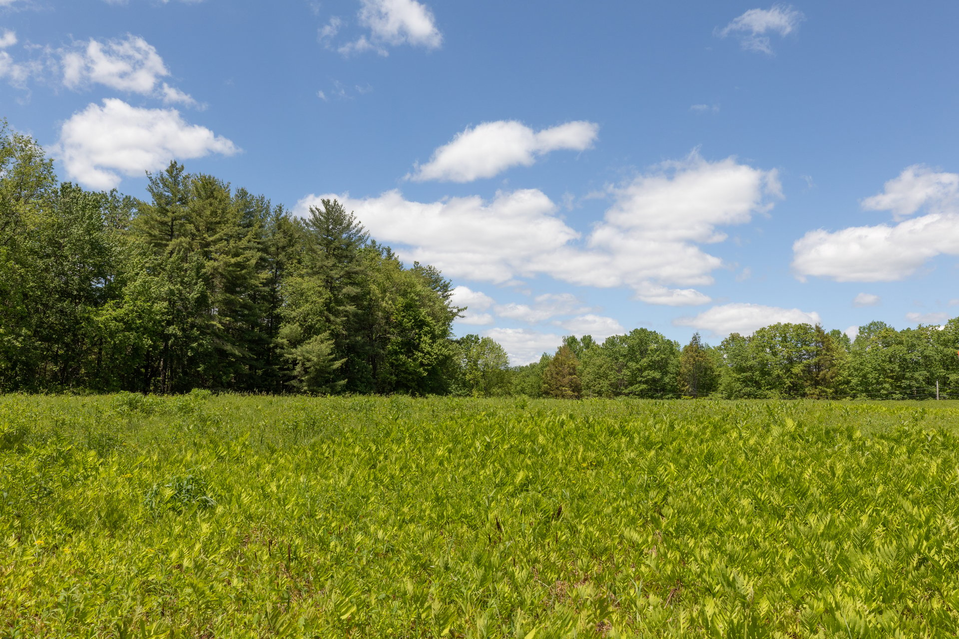 A field with green vegetation with pine trees in the back.