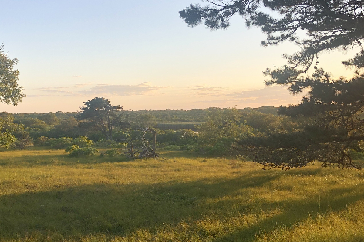 A sunset over a meadow and trees.