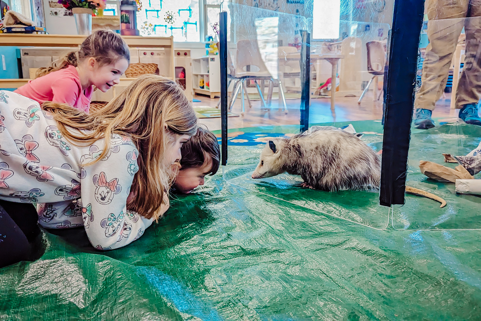 Stony Brook preschoolers looking at animal ambassador: opossum
