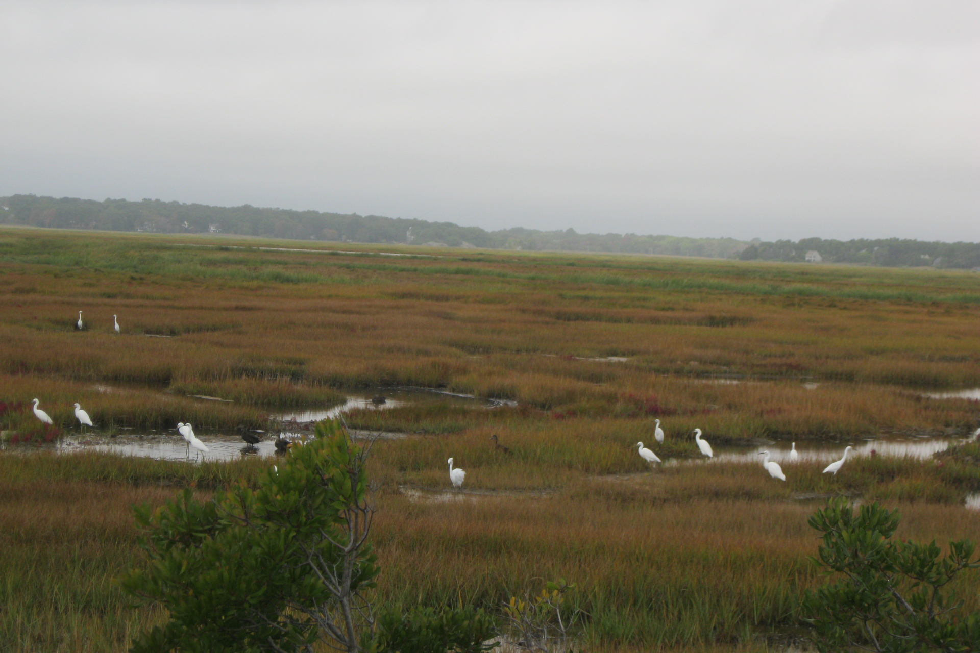 A dozen egrets scattered across a salt marsh on a gray, gloomy day.