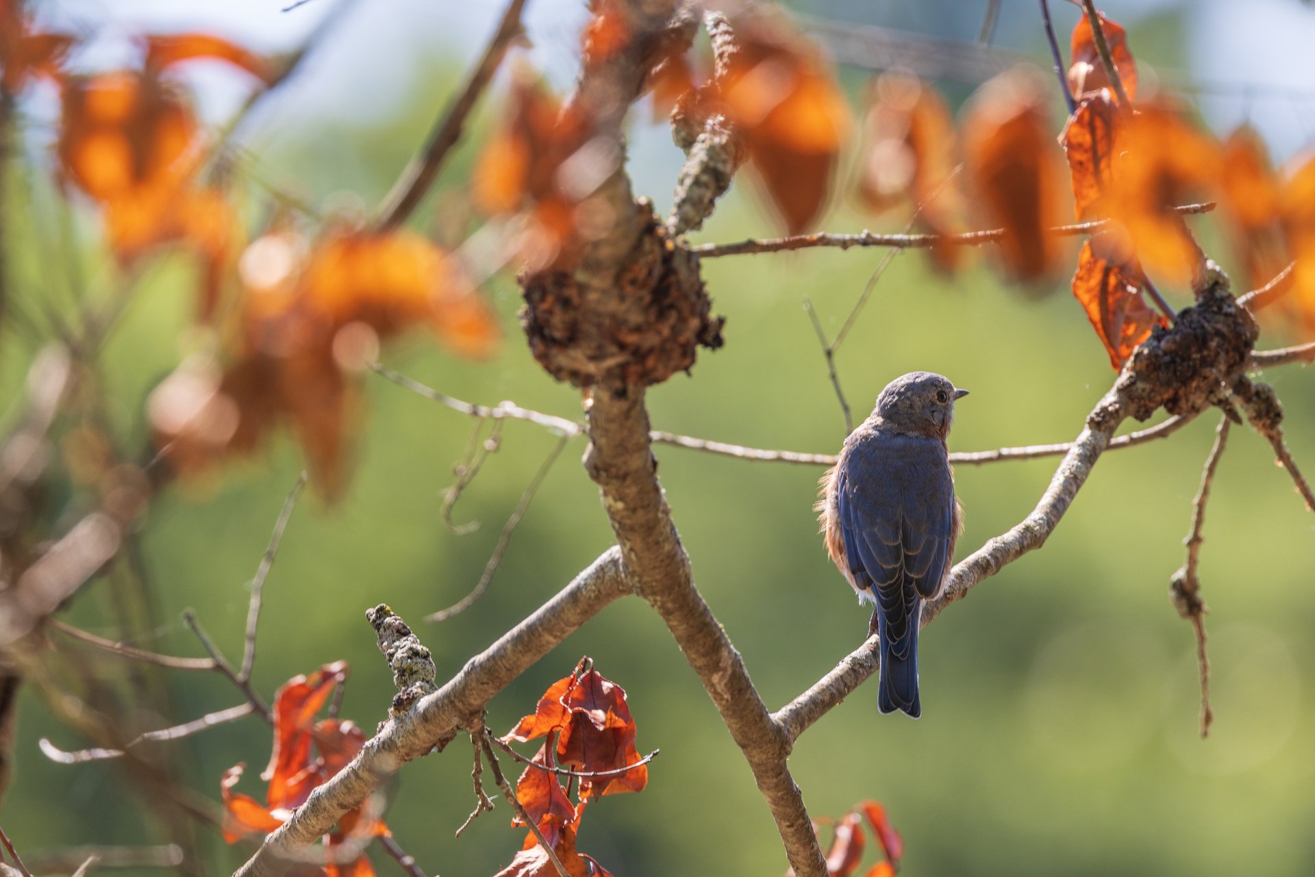 Back of bluebird perched on small branch surrounded by fall leaves