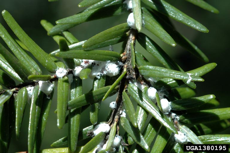 Small white growths on hemlock needles