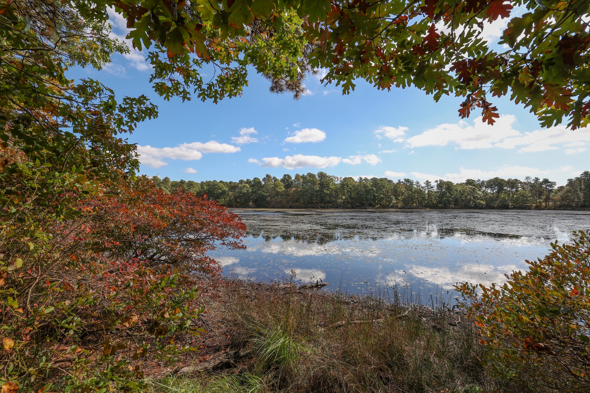 View of pond through foliaged trees