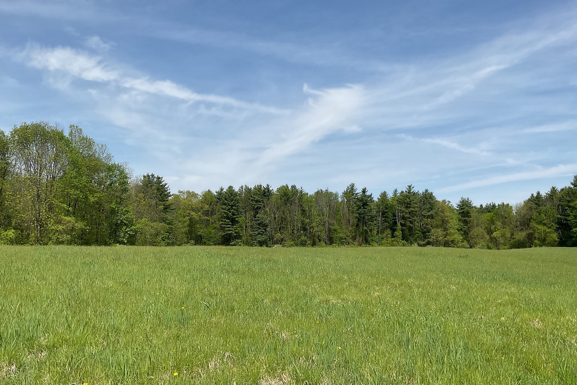 A rolling green field under a blue sky in Easthampton