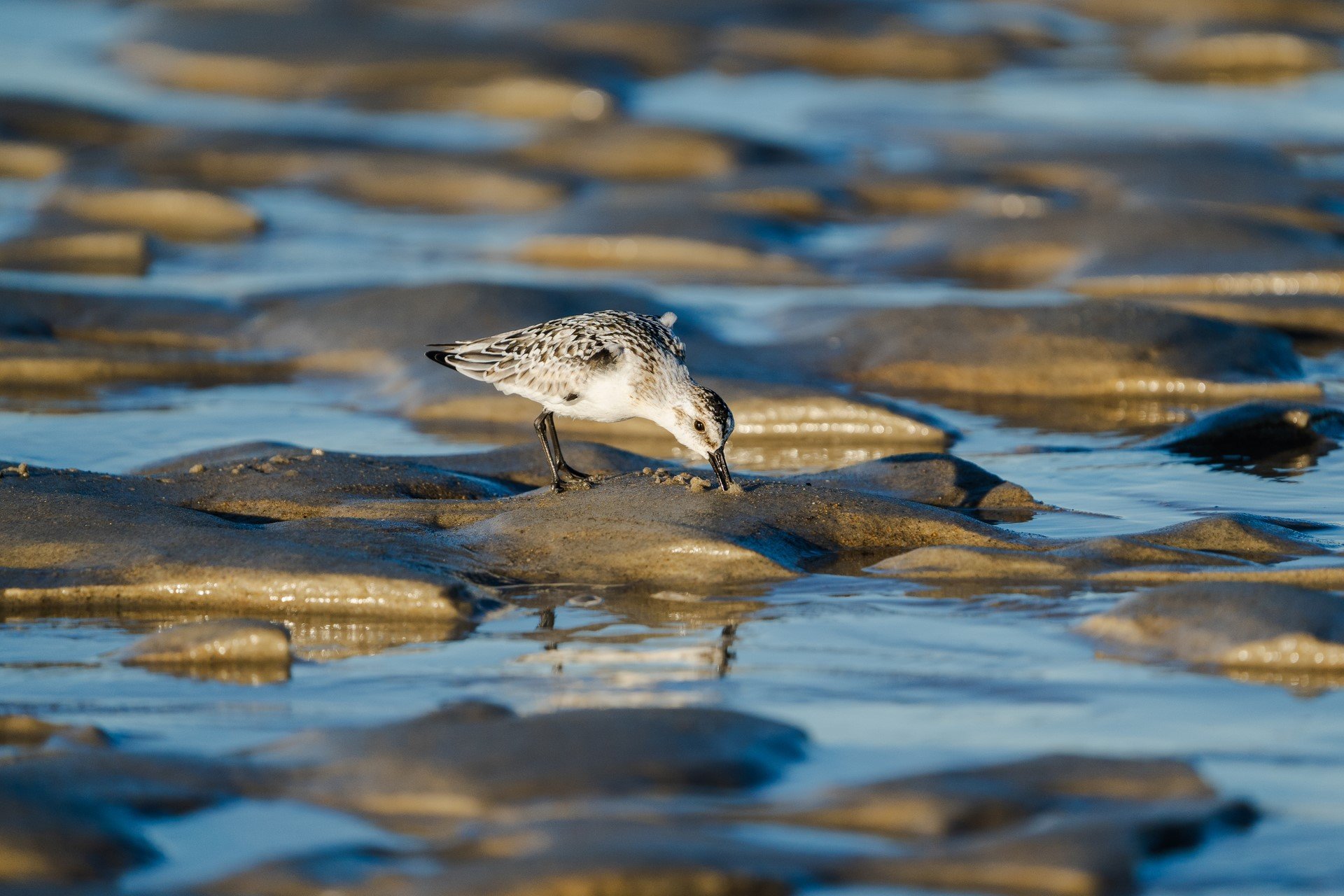 shorebird poking into coastal sand