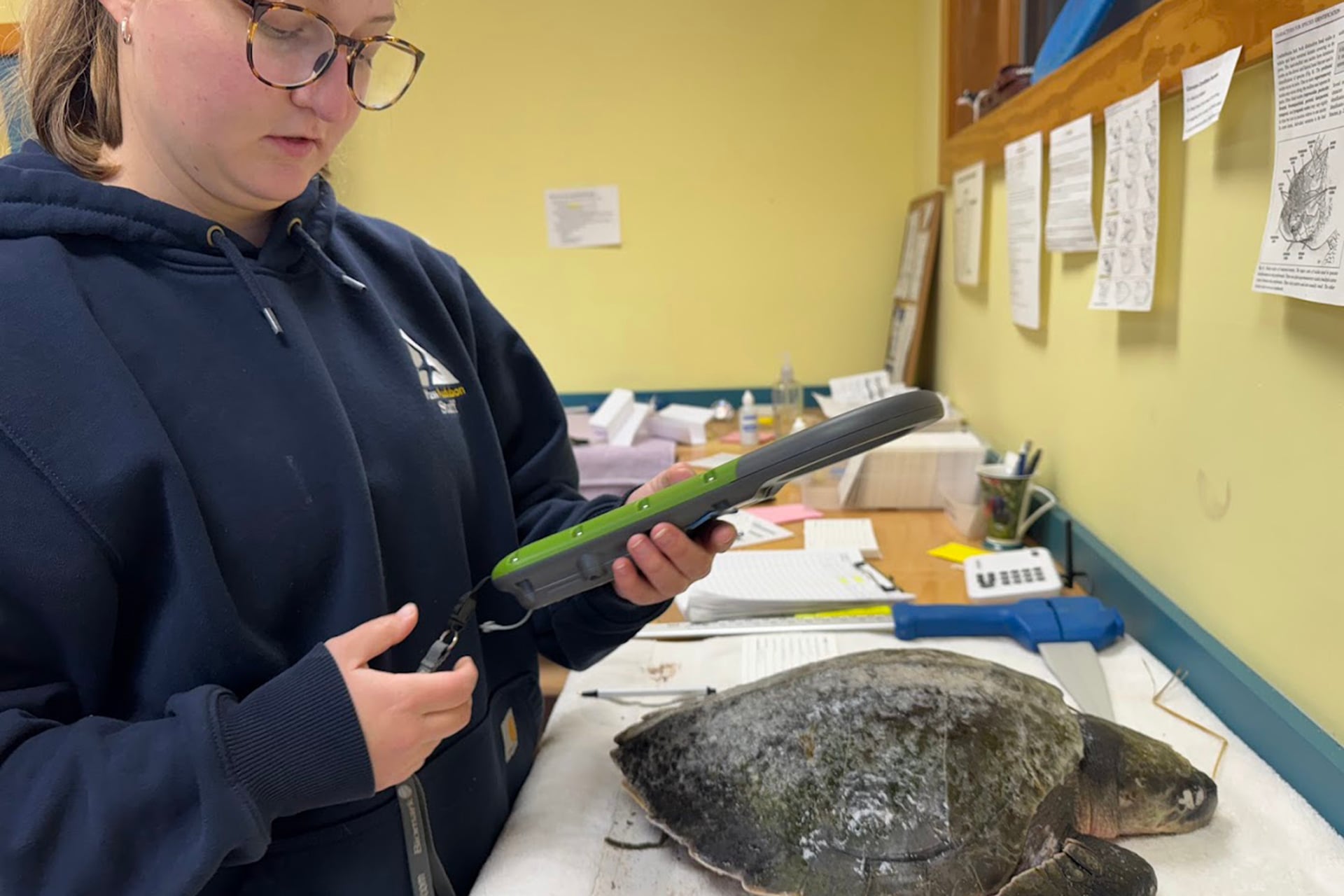 Staff measuring and inspecting a sea turtle