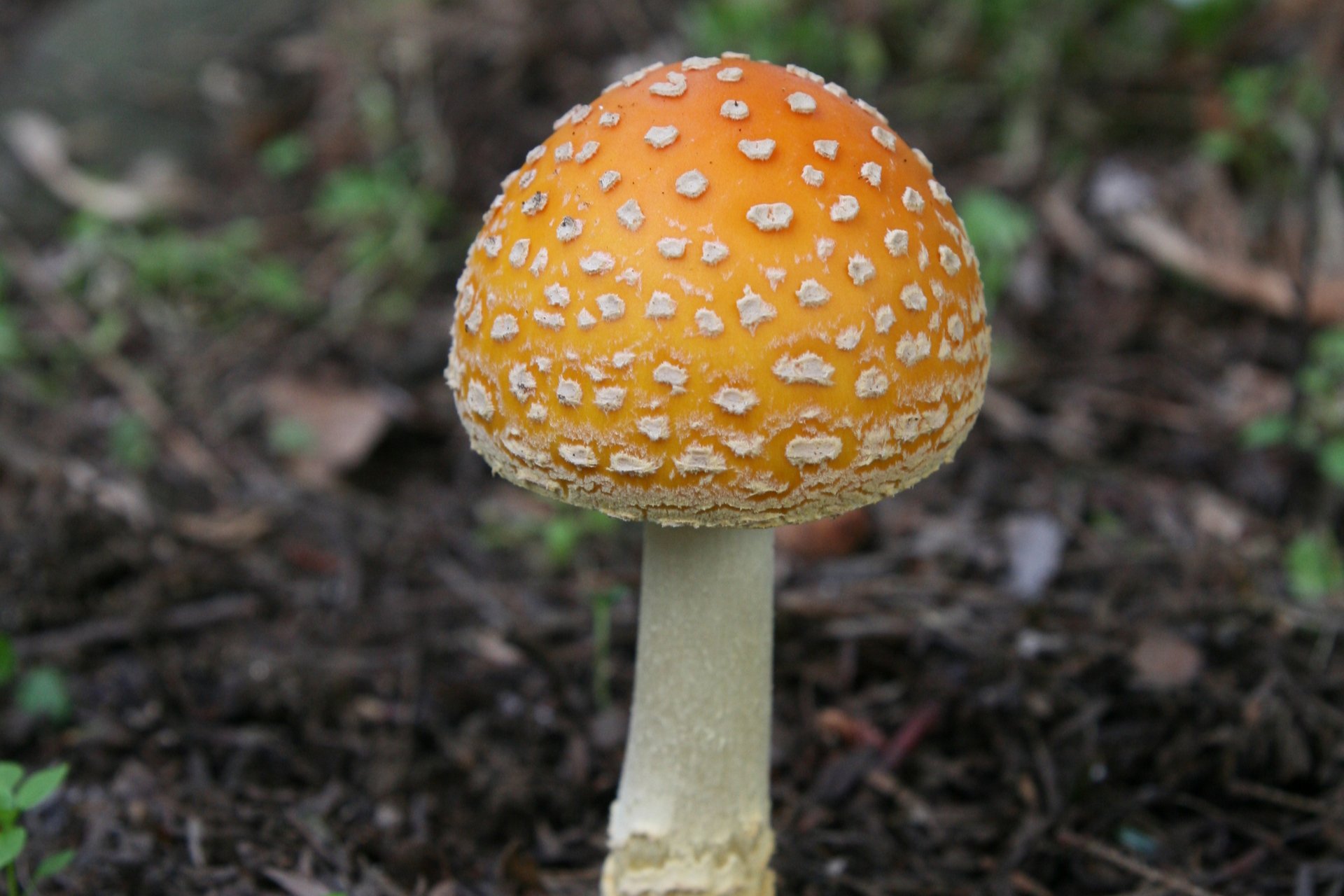 Yellow mushroom with white dots on cap