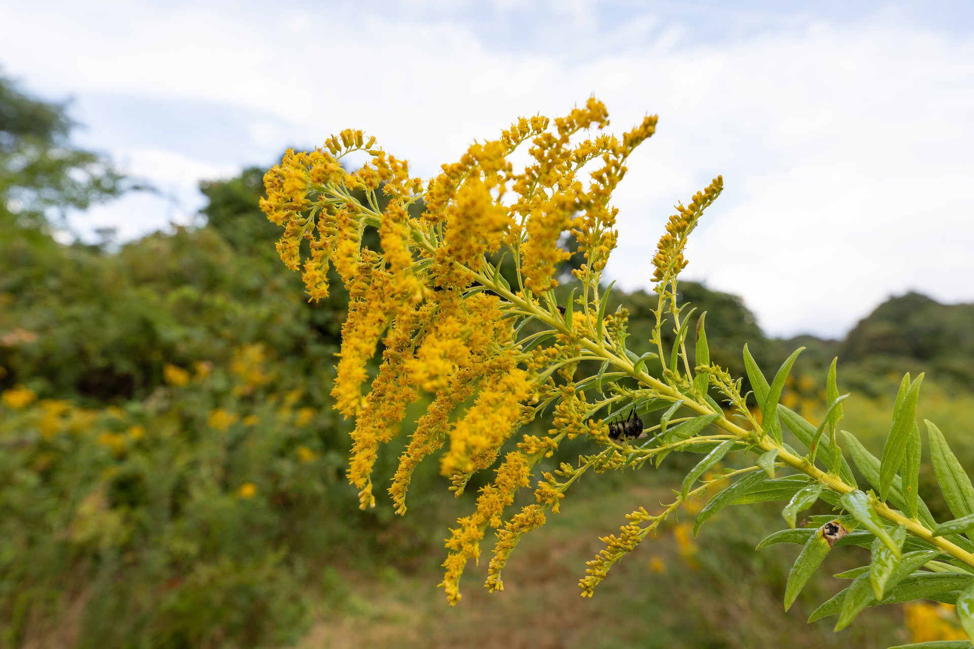 Yellow plant, the goldenrod