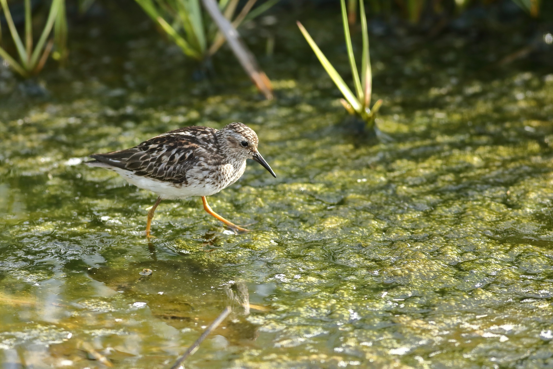 Least Sandpiper walking through algae and water
