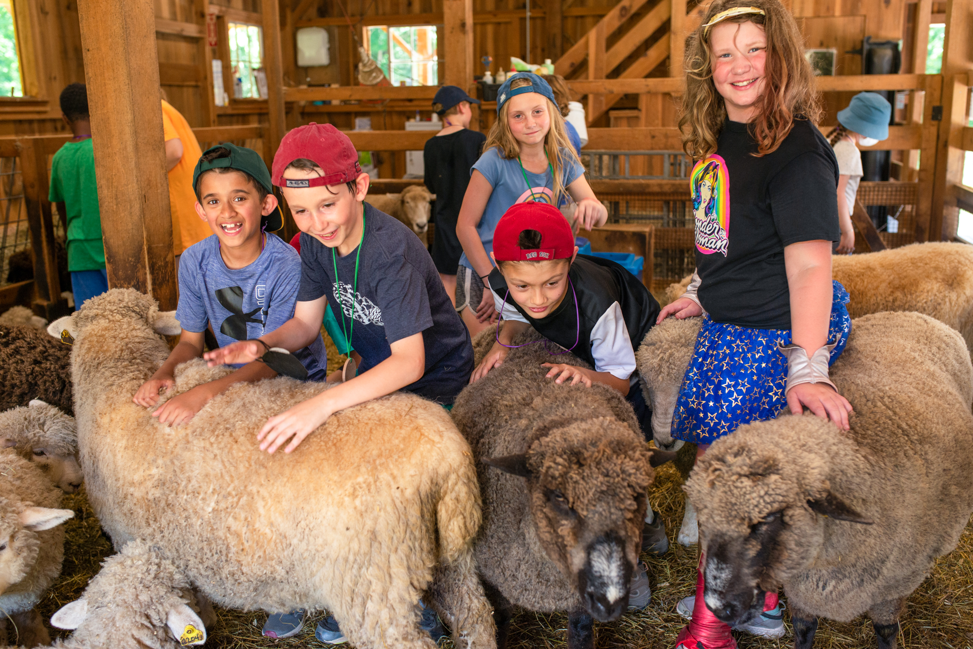 At Drumlin Farm Camp, campers in the Farmers age group petting sheep inside the Crossroads Barn