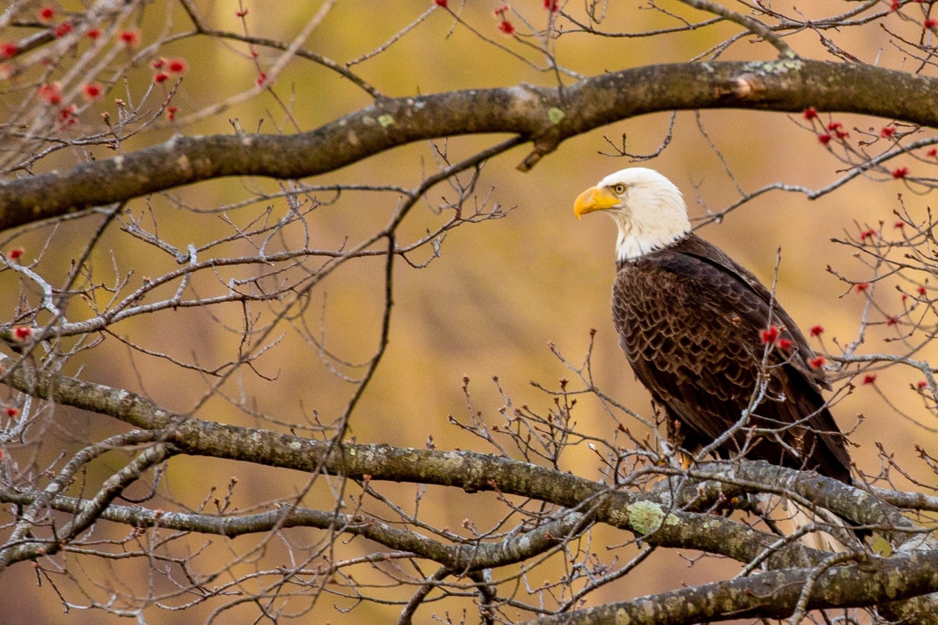 Bald Eagle in tree