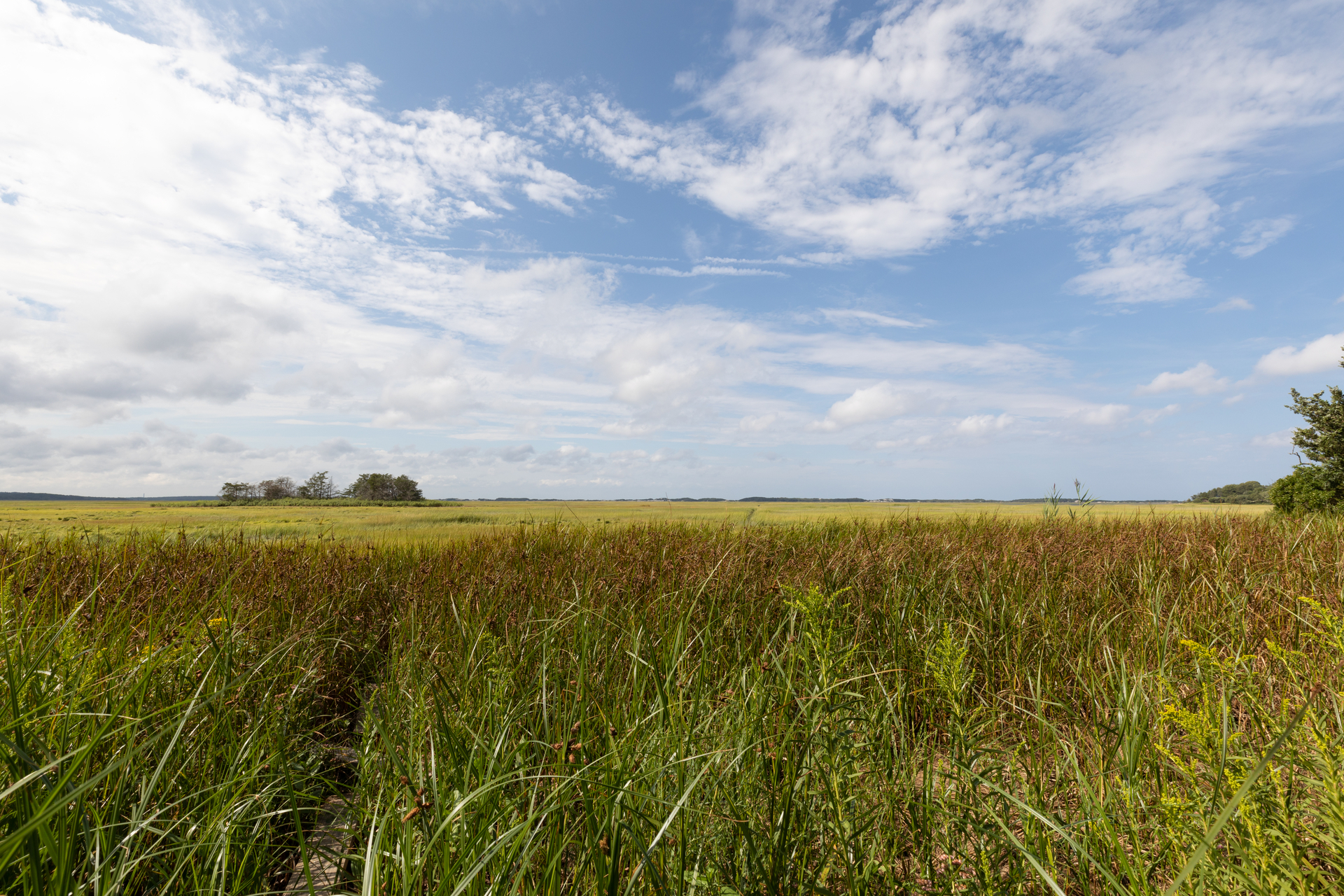 View of the marsh