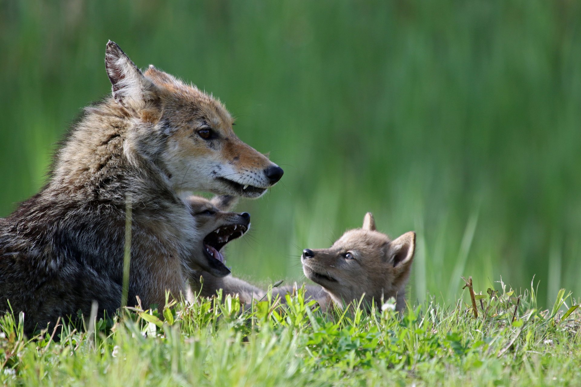 Two coyote pups playing in the grass in front of an adult coyote.