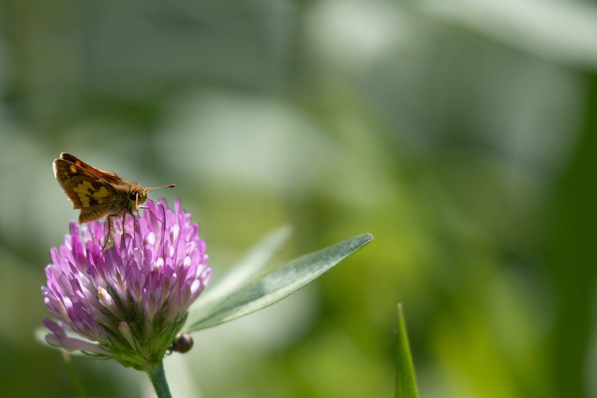 Brown moth with a yellow streak on wing on a purple flower.