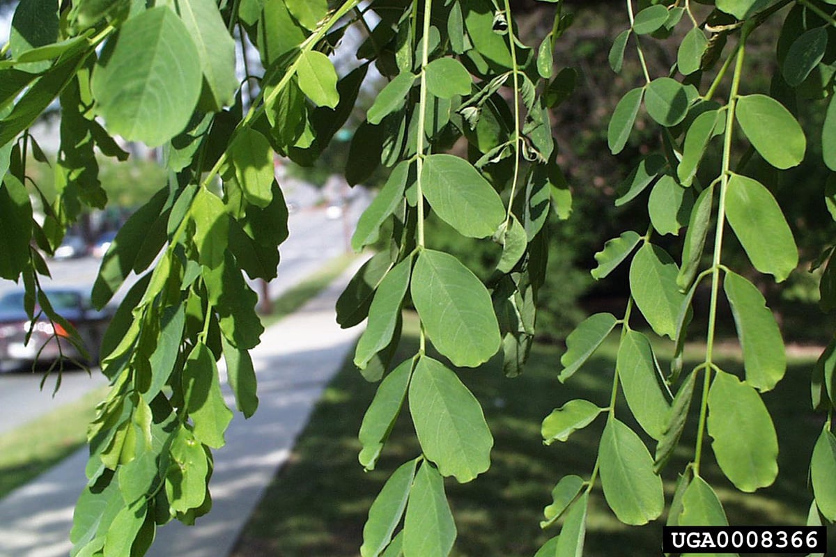 black locust leaves hanging down over a lawn and sidewalk