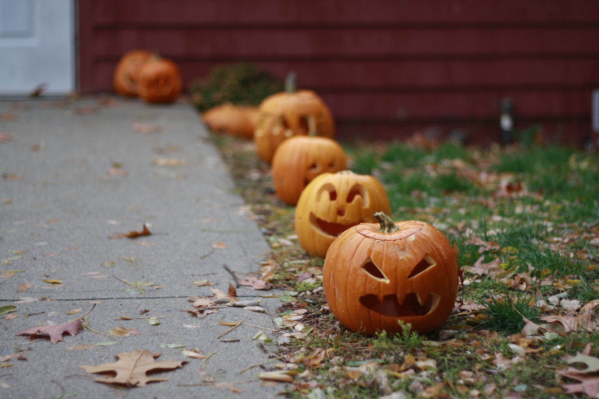 Carved pumpkins lined up next to sidewalk