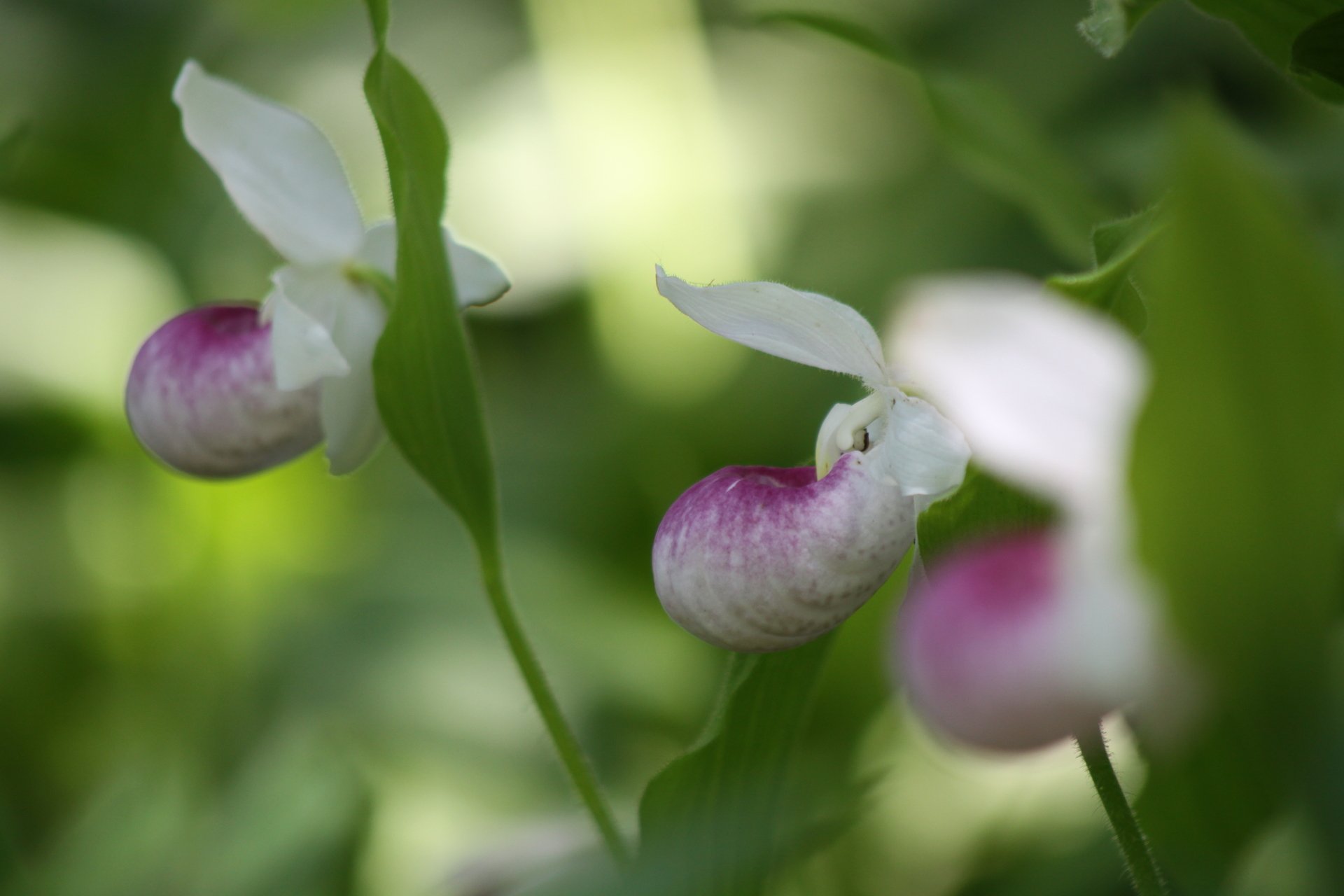 Three pink and white Lady's Slippers with green leaves.