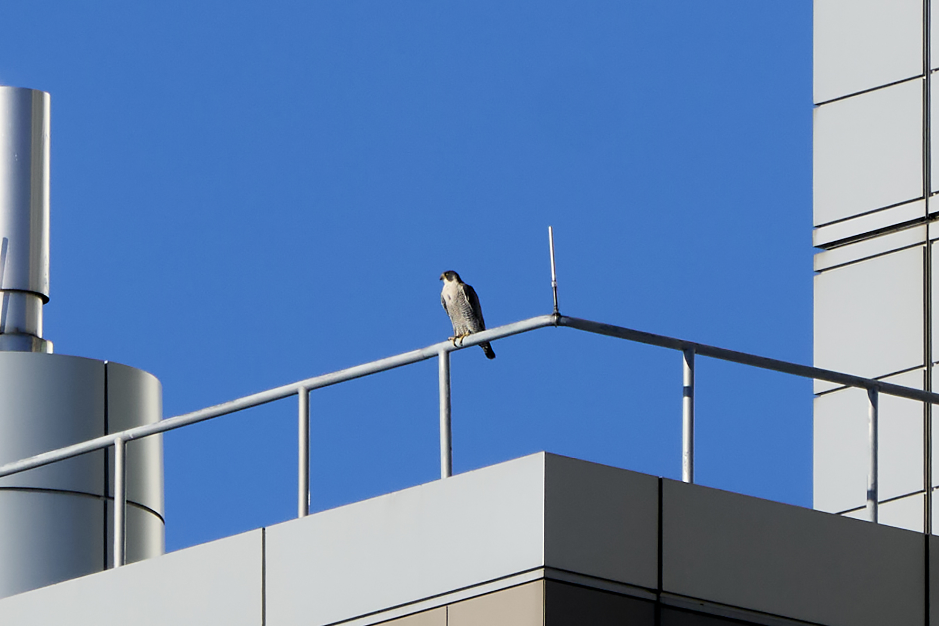Peregrine Falcon perched on the railing of a building