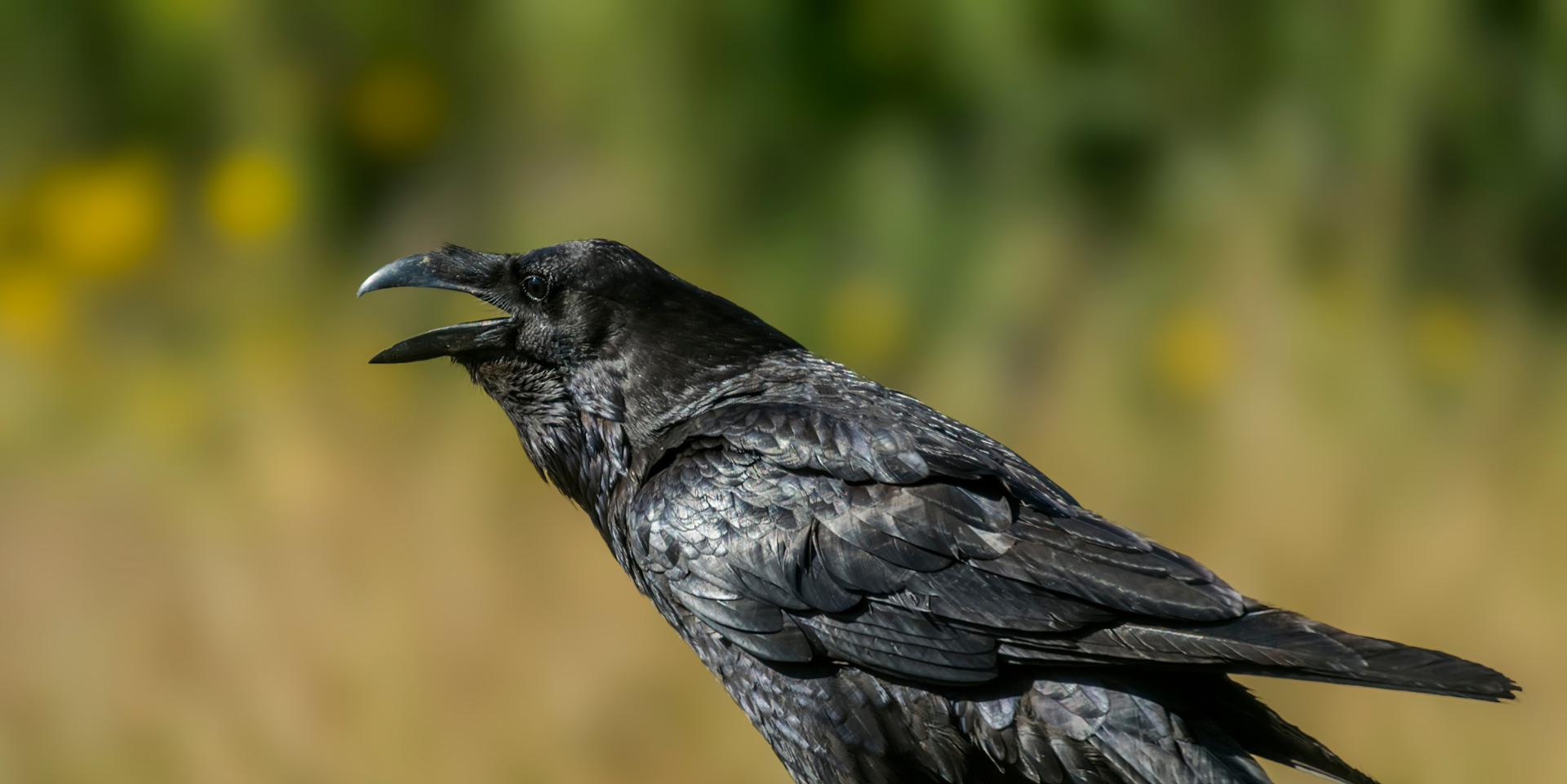 Common Raven