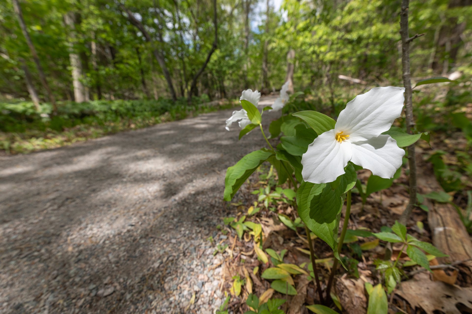 Trillium on trail